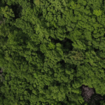 Green forest